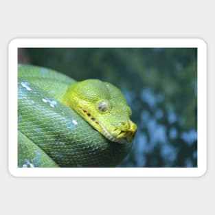 Green Tree Python Sticker